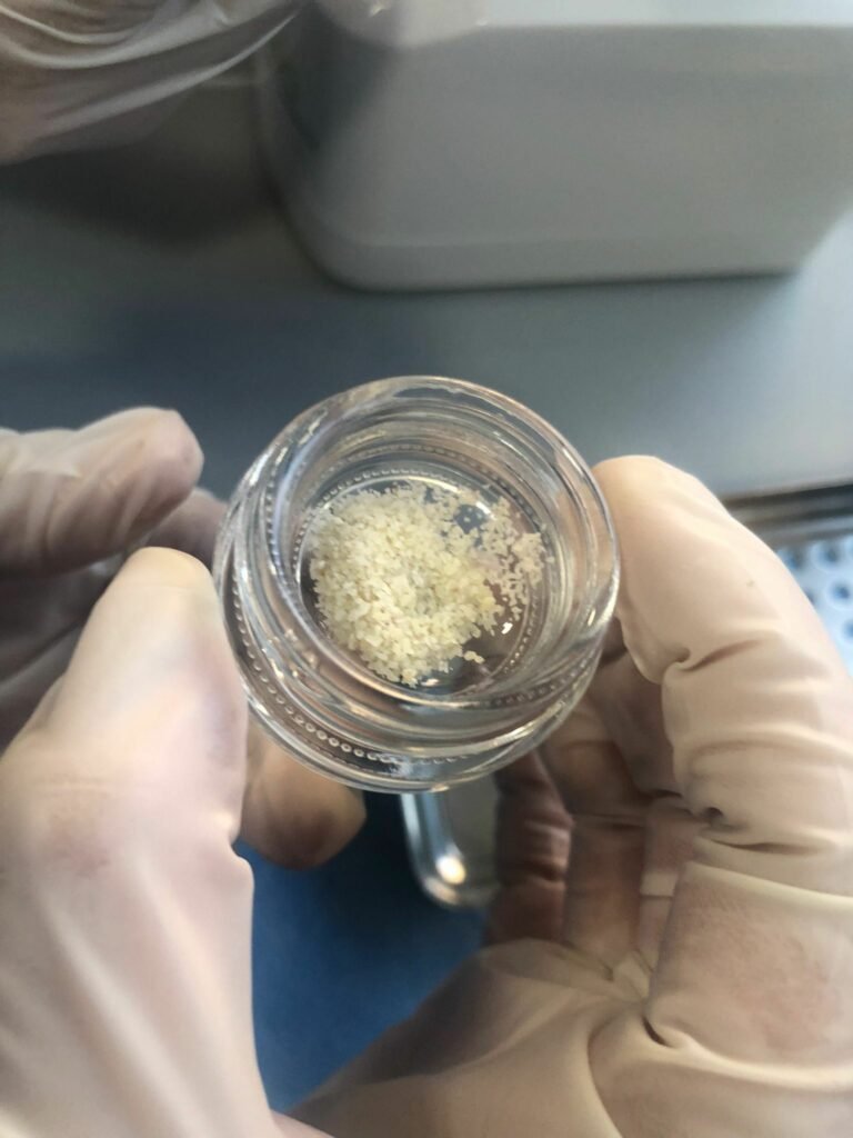 Muestras oseas Imagen de Muestras oseas